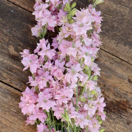 Galilee Pink Perfection, Organic Larkspur Seeds - Packet image number null